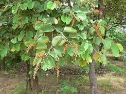 Image result for Piliostigma thonningii