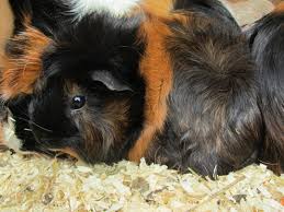 Maybe you would like to learn more about one of these? Free Photo Black Guinea Pig Adorable Animal Cute Free Download Jooinn