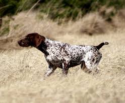 German wirehaired pointer nixa, missouri, united states. About Our Kennel Czarny Dwor