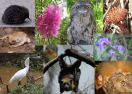 Apa saja fauna endemik langka yang berhabitat di indonesia? 9 Dampak Kerusakan Flora Dan Fauna Bagi Kehidupan Ilmugeografi Com