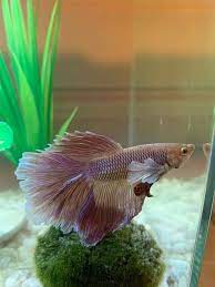 Bettas, otherwise known as siamese fighting fish, are known for their snazzy colors and flowing fins. Why Is My Betta Fish Progressively Losing Its Color Aquanswers