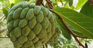 Sitaphal Fruit Named After Mata Sita In Ramayana Custard Apple Has A High Nutritional Value Hindu Blog Interestingly all these plants belong to the same family annona scientifically. sitaphal fruit named after mata sita