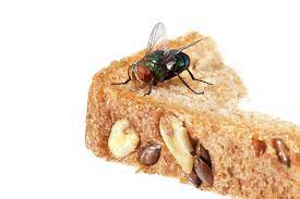 There are more number of pest control services in bangalore. Fly Pest Control In Watford Hertfordshire Pest Control Services Watford Call 01923 372 147