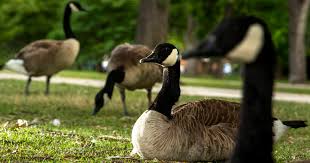 As with any predator props, coyote statues will be effective in regions where geese have encountered coyotes. Denver Is Capturing Geese From City Parks To Be Killed And Given To Hungry Families Denverite The Denver Site