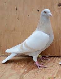 Dla Kazdego Golebie Pet Pigeon Pigeon Bird Cute Pigeon