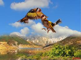 RÃ©sultat de recherche d'images pour "â€«ØµÙˆØ± Ø¹Ù† Ø§Ù„Ø­Ø³ÙˆÙ†â€¬â€Ž"