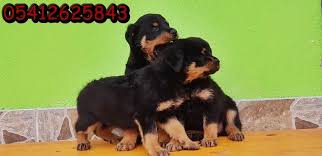 Bursa Kopek Ciftligi Rottweiler Yavrulari Rottweiler Kopek