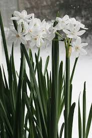More Paperwhites By Sherrie Birchbarksoap Via Flickr White Flowers Spring Flowers Daffodils
