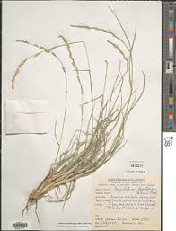 Image result for Setaria pseudaristata