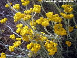 Image result for Helichrysopsis