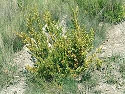 Image result for Buxus nyasica