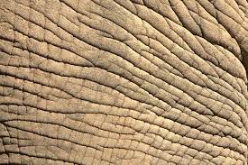 Elephant Skin Wallpaper Wallpapersafari Skin Textures Texture Drawing Elephant