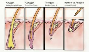 And if you don't want to go the facial hair removal the only place it loses out to laser treatment is that it isn't as long term. 22 Unforgettable Deep Rooted Beard Myths Busted For Good