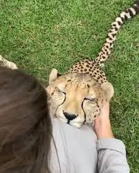 Cute Cheetah Video In 2020 Funny Animal Videos Cute Baby Animals Cute Animals