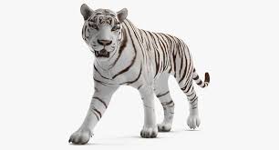 3d White Tiger Walkig Pose Model White Tiger Tiger Poses