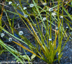 Image result for Eriocaulon