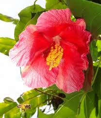 Image result for Thespesia