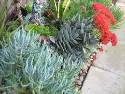 Image result for Crassula perfoliata