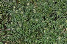 Image result for Nasturtium microphyllum