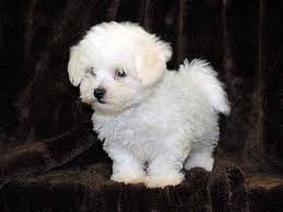 Black Bichon Frise Puppy For Sale Litter Of 6 Bichon Frise Puppies For Sale In Aurora Co Adn 56772 On Puppyfinder Com Gender Female Age 8 Weeks Old Bichon Frise Puppy Bichon Frise Bichon