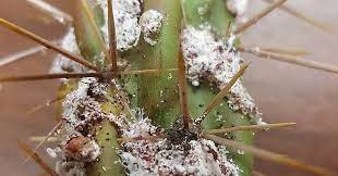 This is not a new. Cochineal Scale On Cholla And Prickly Pear
