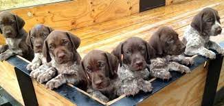 We did not find results for: Akc German Shorthaired Pointer Puppies For Sale In Driftwood Texas Classified Americanlisted Com