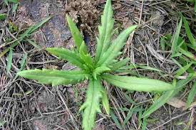 Image result for Senecio madagascariensis