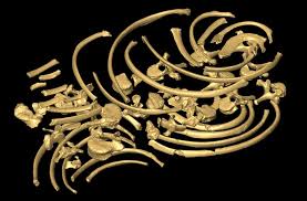 Also known as the child of nariokotome after the lake in kenya where it was found 37 years ago, the almost complete skeleton fossil belongs to a 'homo ergaster'. Taman Perpaduan El Pecho De Homo Erectus