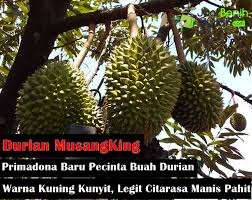 Jarak tanam 10 x 10 m untuk jenis yang jatuh masa tanam lebih awal, dan 12 x 12 m untuk jenis durian sedang dan dalam. Mengenal Durian Musangking Tanaman Durian Unggul Khas Malaysia Yang Menjadi Primadona Baru Pecinta Buah Durian Jualbenihmurah Com