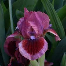 Iris Cat S Eye Iris Flowers Iris Garden Bearded Iris
