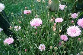 Cornflower Pink Bachelor S Button Bachelor Buttons Plants Cornflower
