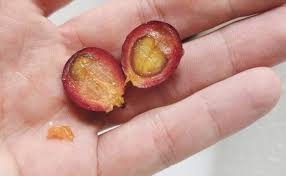 What Is A Coffee Cherry And How Does It Taste The Coffee Chronicler