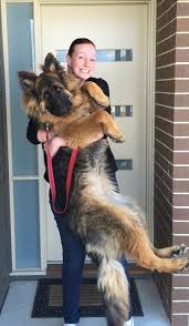 Black And Red German Shepherd Puppies For Sale In Nj I Love Long Haired German Shepherd Dogs My Next Future Dog Breed Big Dogs Shepherd Puppies Dogs