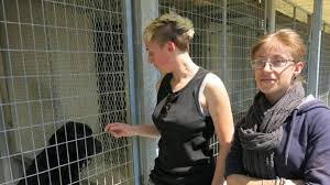 Les chiens qui sont amenées à se séparer de leur animal pour différentes causes ainsi que des dons des amoureux des animaux tous les jours du… spa animaux à adopter. 120 Chiens A Adopter A La Spa