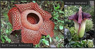 We did not find results for: Rafflesia Arnoldii Berbeda Dengan Bunga Bangkai Lho Amar S World