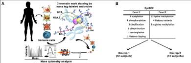 Specific post‐translational histone modifications have been suggested to determine chromatin structure and to create a defined code read by transcriptional regulators (jenuwein and allis, 2001).acetylation of histones appears to crucially determine gene expression patterns, as transcriptionally active chromatin is hyperacetylated, whereas silent chromatin is hypoacetylated. Histone Modification