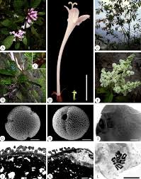 Image result for Afrocanthium lactescens