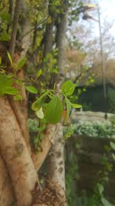 Image result for Erythroxylum zambesiacum