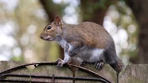 We cut two of the 12 ft. How To Keep Squirrels Out Of A Garden Or Your Yard Tomcat