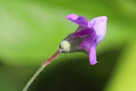 Image result for Lathyrus hirsutus