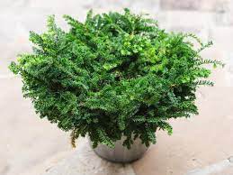 Here we give you our recommendations for the best plants for autumn/fall pots & containers. Winter Friendly Patio Plants Hgtv
