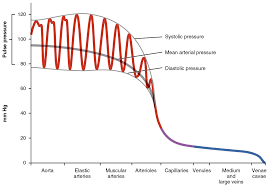 Blood Flow Blood Pressure And Resistance Anatomy And