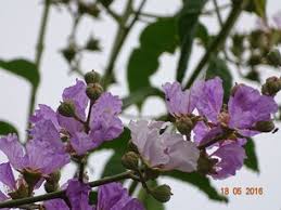 Image result for Sclerocarpus africanus