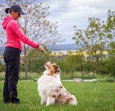 Each puppy has his or her own genetic makeup. How To Become A Dog Trainer Things To Know About Dog Training