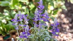 This vigorous shade plant is strongly trailing and packs on the color. 10 Popular Species Of Salvia Plants
