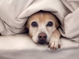 Ecco come avviene l'accoppiamento nel cane: Cani E Freddo I Consigli Per La Cura Del Pelo Corriere Nazionale