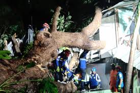 Respiratory diseases, symptoms, asthma, pneumonia, chronic. Two People Killed By Falling Trees
