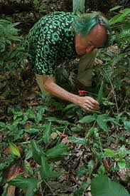 Sarawak, on the northern coast of the huge island of borneo, had become synonymous with piracy, slavery and wild head hunters (known as dyaks) with its critical location alongside the busy south china sea routes. Vertical Garden Patrick Blanc