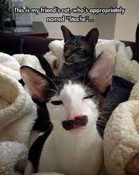 Brilliant Funny Cat Photos Free Download Cute Animals Funny Cat Photos Funny Animals