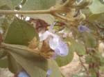 Image result for Vitex mombassae